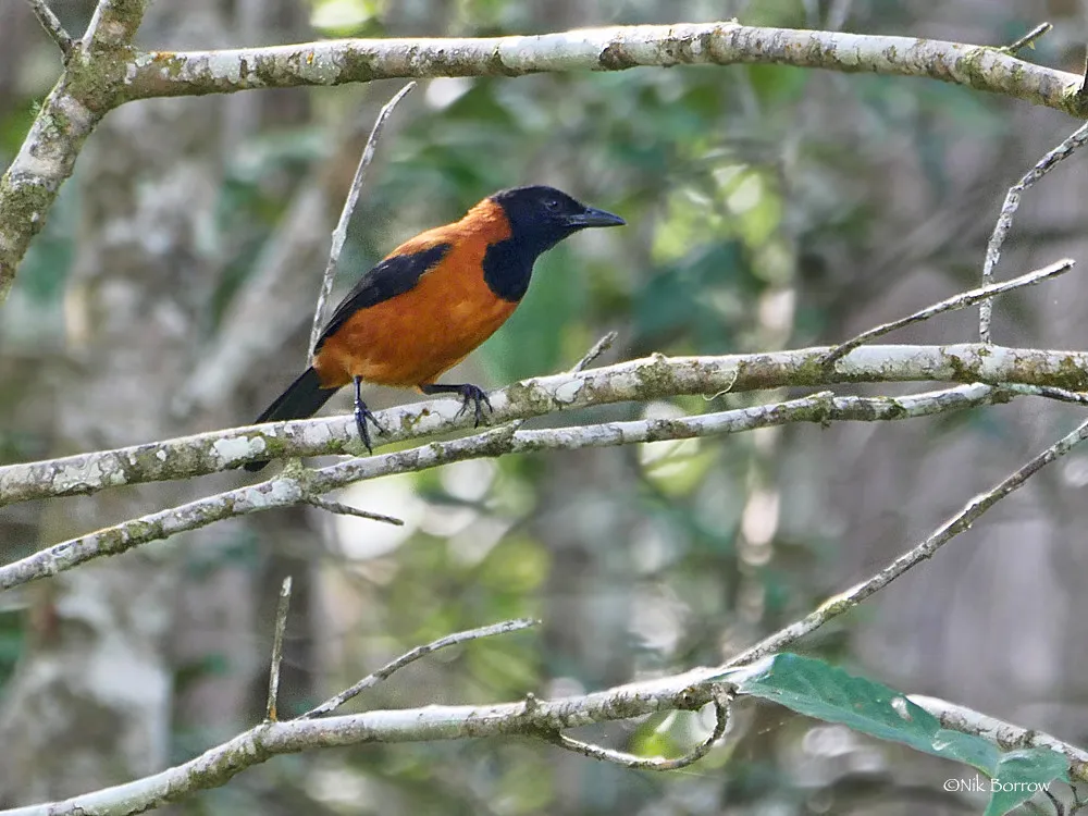 Le pitohui à capuchon, le quasi seul oiseau toxique connu Le pitohui a capuchon pitohui bicolore le quasi seul oiseau toxique venimeux 3 Le-pitohui-a-capuchon-pitohui-bicolore-le-quasi-seul-oiseau-toxique-venimeux-3