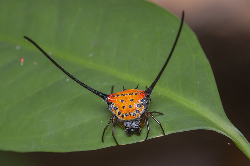 La terrifiante araignée à cornes de Thaïlande est inoffensive la terrifiante araignee a cornes de thailande est inoffensive Macracantha arcuata 2 la-terrifiante-araignee-a-cornes-de-thailande-est-inoffensive-Macracantha-arcuata-2