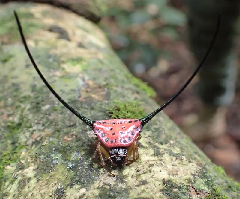 La terrifiante araignée à cornes de Thaïlande est inoffensive la terrifiante araignee a cornes de thailande est inoffensive Macracantha arcuata 3 la-terrifiante-araignee-a-cornes-de-thailande-est-inoffensive-Macracantha-arcuata-3