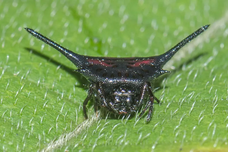 La terrifiante araignée à cornes de Thaïlande est inoffensive la terrifiante araignee a cornes de thailande est inoffensive Macracantha arcuata 5 la-terrifiante-araignee-a-cornes-de-thailande-est-inoffensive-Macracantha-arcuata-5