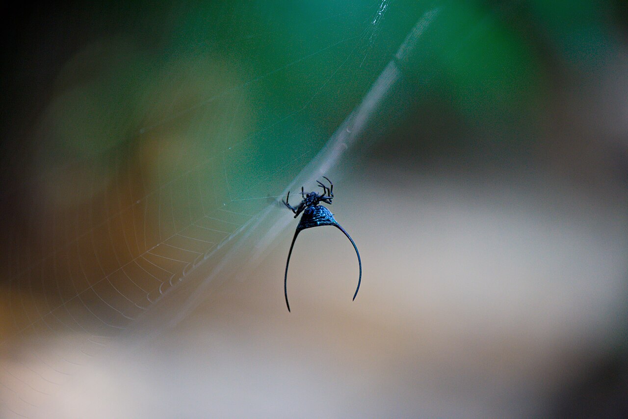 macracantha arcuata bangladesh lawachara Macracantha arcuata dans une forêt asiatique, araignée à cornes aux longues épines abdominales