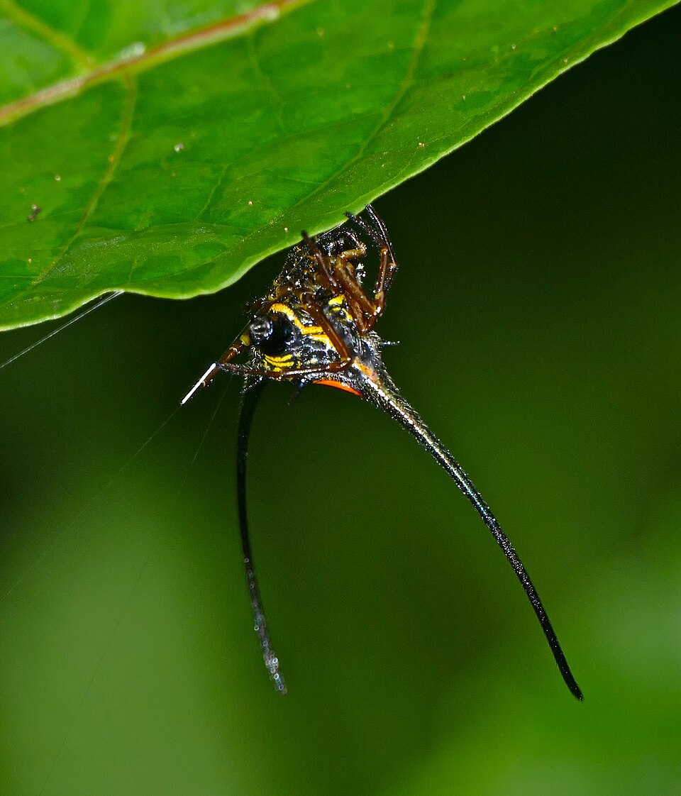 macracantha arcuata malaisie gunung mulu Femelle de Macracantha arcuata avec ses longues épines abdominales recourbées