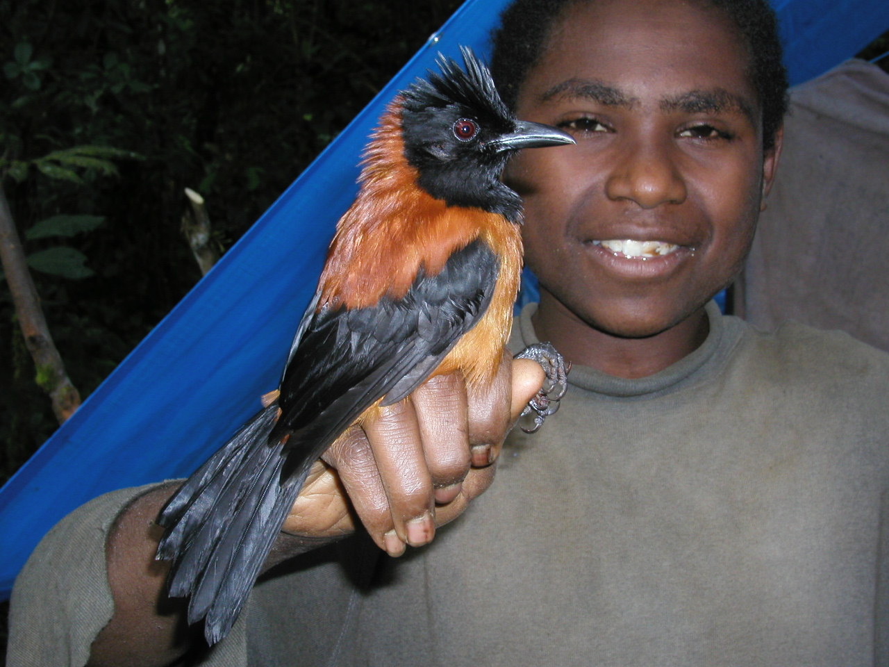 Pitohui à capuchon ou pitohui bicolore en Papouasie-Nouvelle-Guinée Pitohui à capuchon ou pitohui bicolore en Papouasie-Nouvelle-Guinée