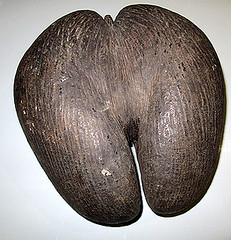 Le coco de mer ou cocofesse, la plus grosse graine du monde coco de mer cocofesse noix palmier seychelles 1 coco-de-mer-cocofesse-noix-palmier-seychelles-1