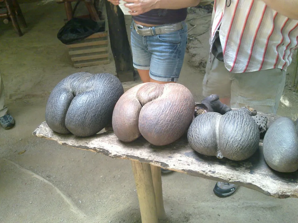 Le coco de mer ou cocofesse, la plus grosse graine du monde coco de mer cocofesse noix palmier seychelles 3 coco-de-mer-cocofesse-noix-palmier-seychelles-3
