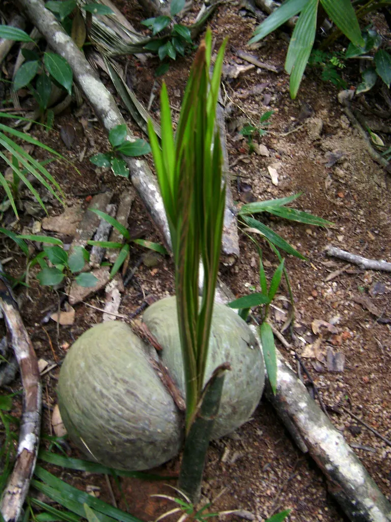 Le coco de mer ou cocofesse, la plus grosse graine du monde coco de mer cocofesse noix palmier seychelles 4 coco-de-mer-cocofesse-noix-palmier-seychelles-4