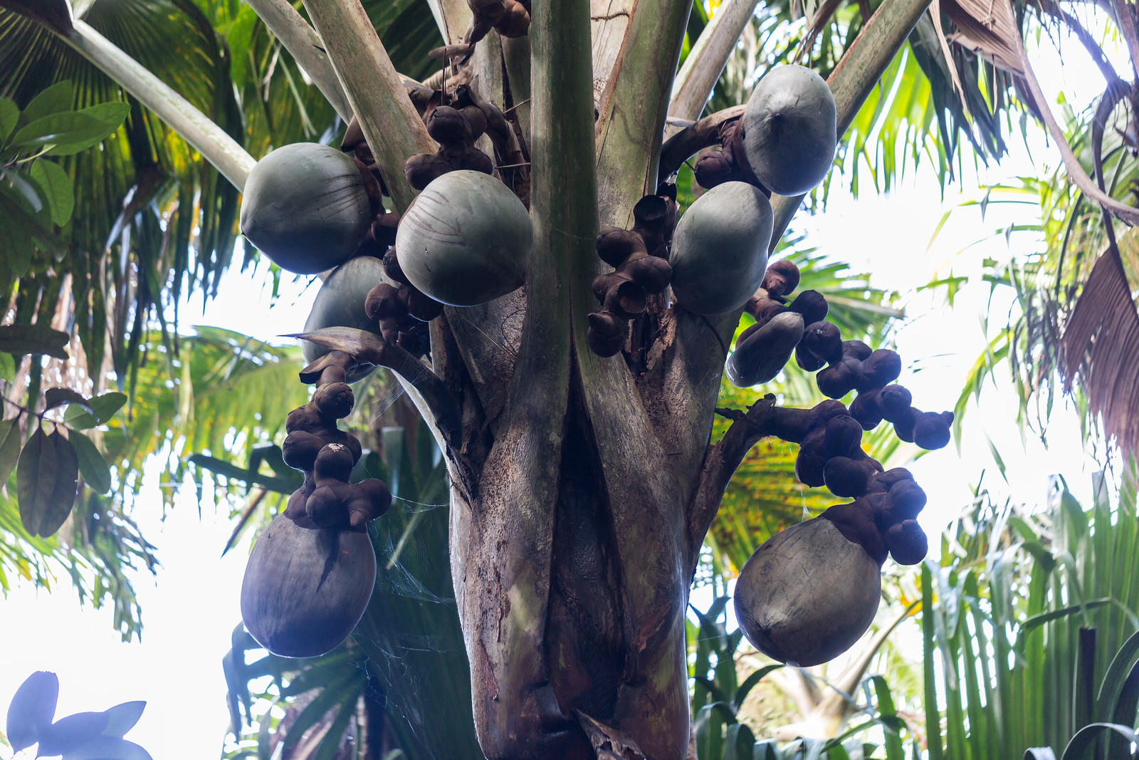 Coco de mer dans la Vallée de Mai à Praslin aux Seychelles Coco de mer dans la Vallée de Mai à Praslin aux Seychelles