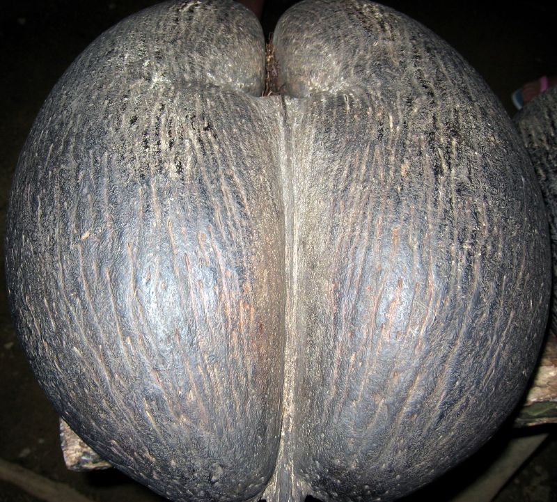 Cocofesse ou coco de mer photographié à Praslin aux Seychelles Cocofesse ou coco de mer photographié à Praslin aux Seychelles