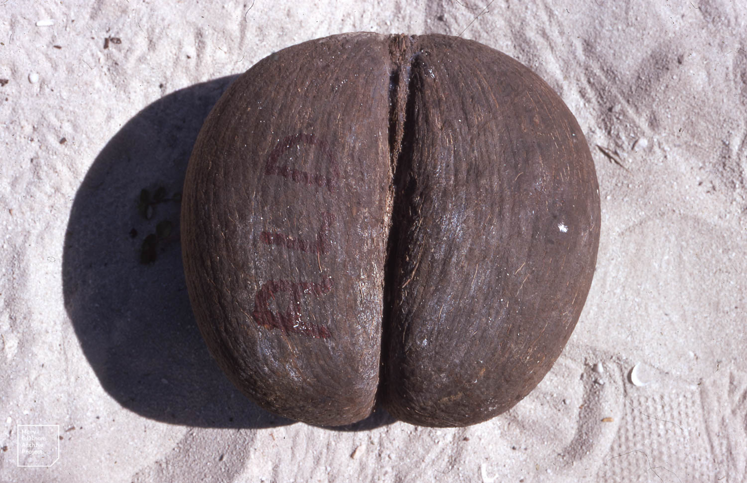 Cocofesse complet du coco de mer Lodoicea maldivica Cocofesse complet du coco de mer Lodoicea maldivica