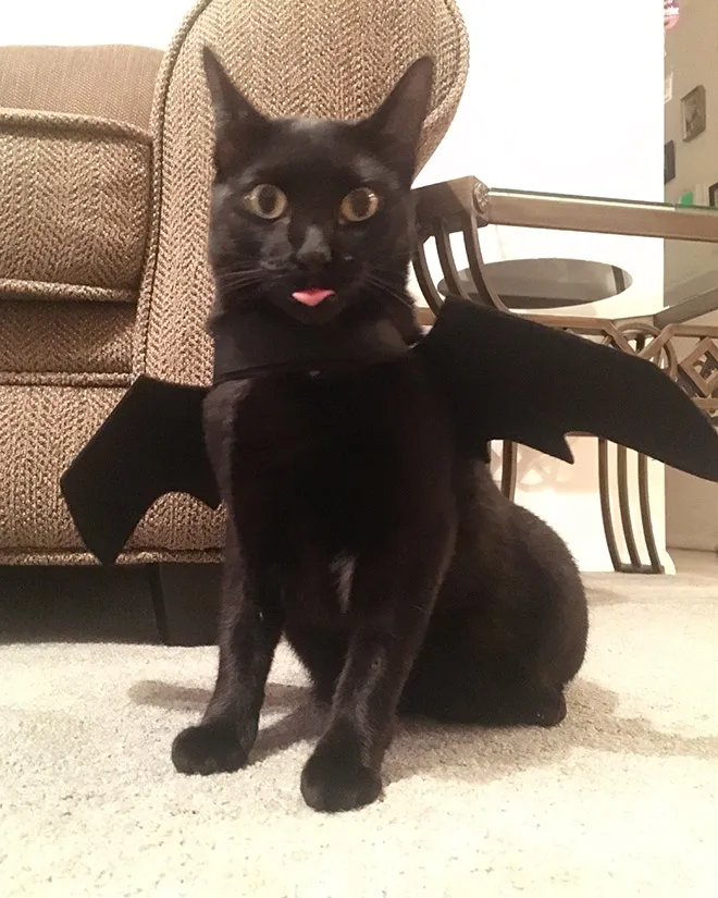 Des ailes de chauve-souris pour chat ou chien des ailes de chauve souris pour chat et chien 3 des-ailes-de-chauve-souris-pour-chat-et-chien-3