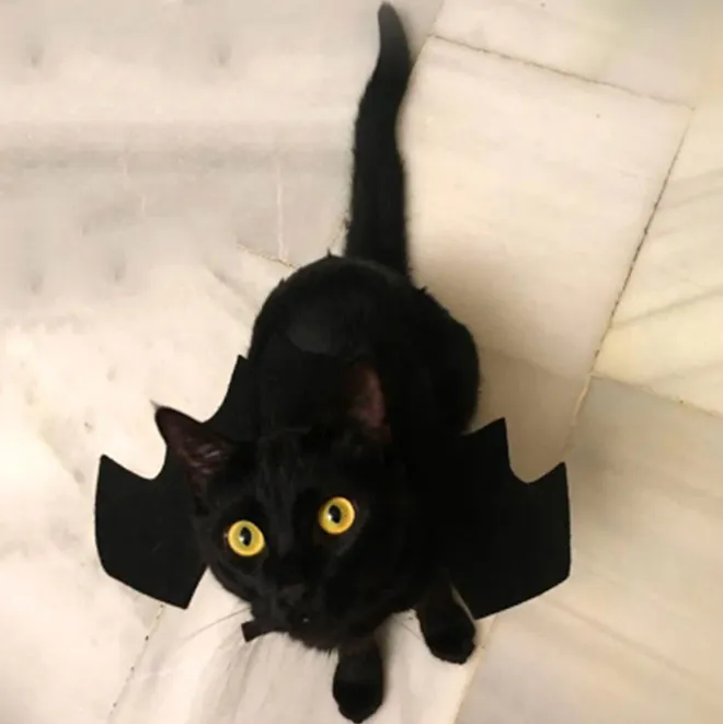 Des ailes de chauve-souris pour chat ou chien des ailes de chauve souris pour chat et chien 9 des-ailes-de-chauve-souris-pour-chat-et-chien-9
