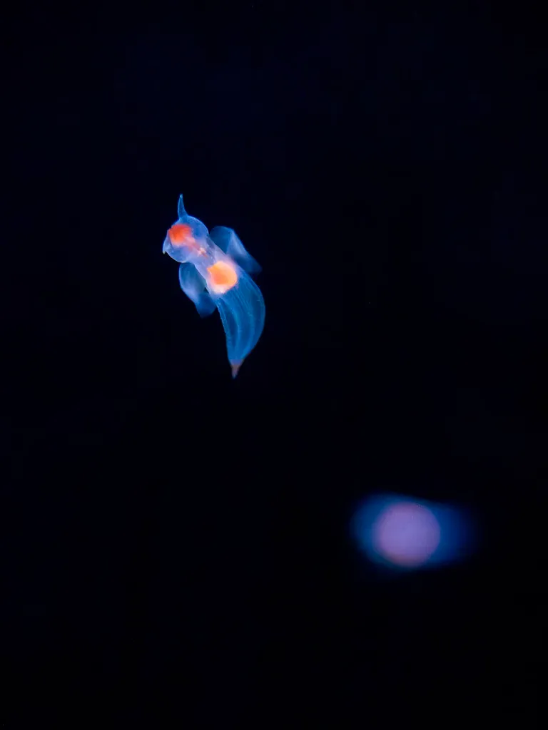 La clione ou ange de mer la clione ange de mer clione limacina 4 la-clione-ange-de-mer-clione-limacina-4