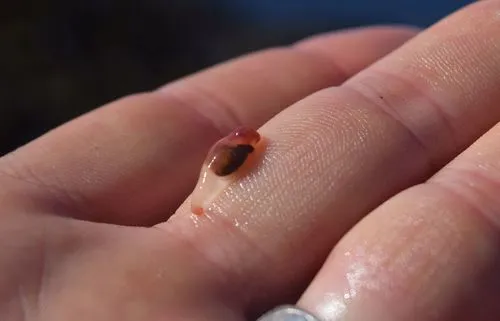 La clione ou ange de mer la clione ange de mer clione limacina 5 la-clione-ange-de-mer-clione-limacina-5