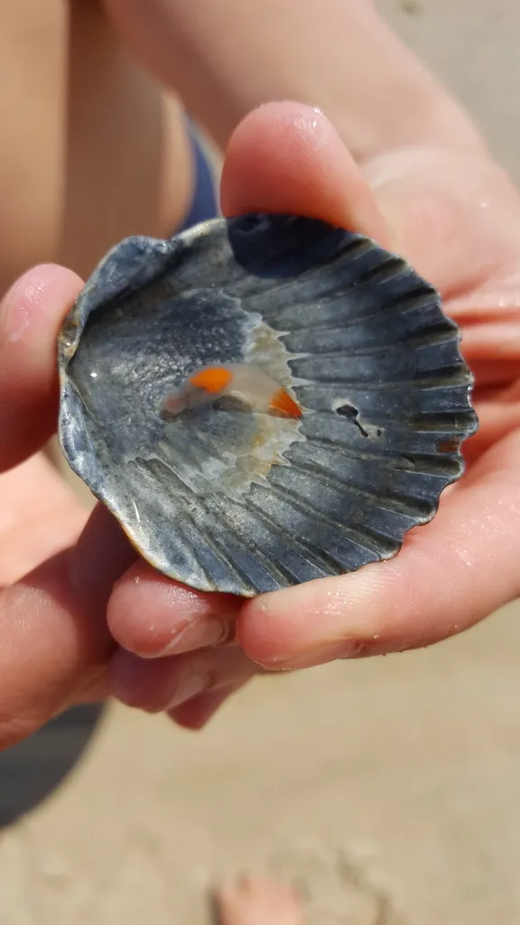 La clione ou ange de mer la clione ange de mer clione limacina 6 1 la-clione-ange-de-mer-clione-limacina-6