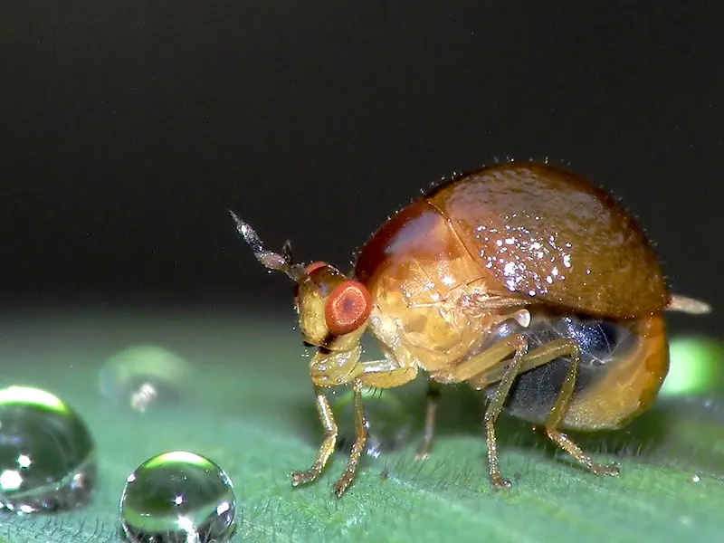 Vus de près, les insectes sont des aliens effrayants macrophotographie les insectes sont des aliens 1 celyphidae macrophotographie-les-insectes-sont-des-aliens-1-celyphidae