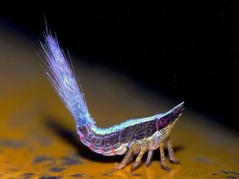 Vus de près, les insectes sont des aliens effrayants macrophotographie les insectes sont des aliens 3 macrophotographie-les-insectes-sont-des-aliens-3