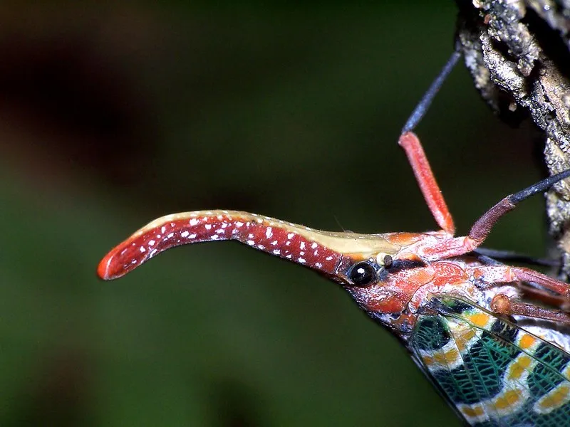Vus de près, les insectes sont des aliens effrayants macrophotographie les insectes sont des aliens 4 fulgoridae macrophotographie-les-insectes-sont-des-aliens-4-fulgoridae