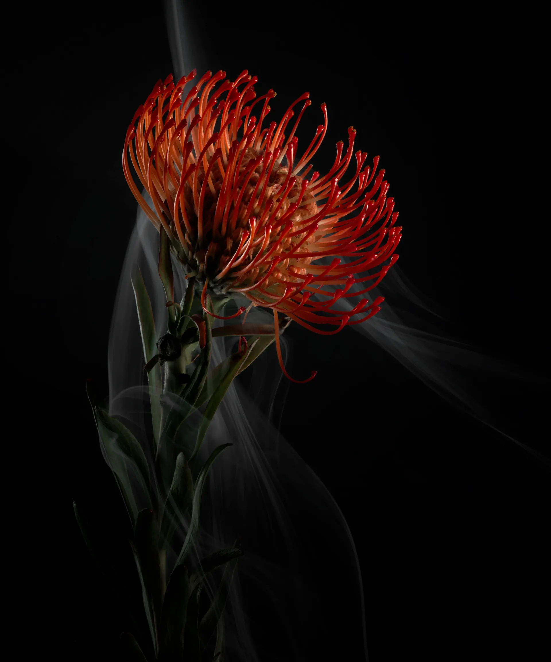 SmokeyFlowers - des fleurs dans une fine fumée smokeyflowers des fleurs dans une fine fumee 10 smokeyflowers-des-fleurs-dans-une-fine-fumee-10