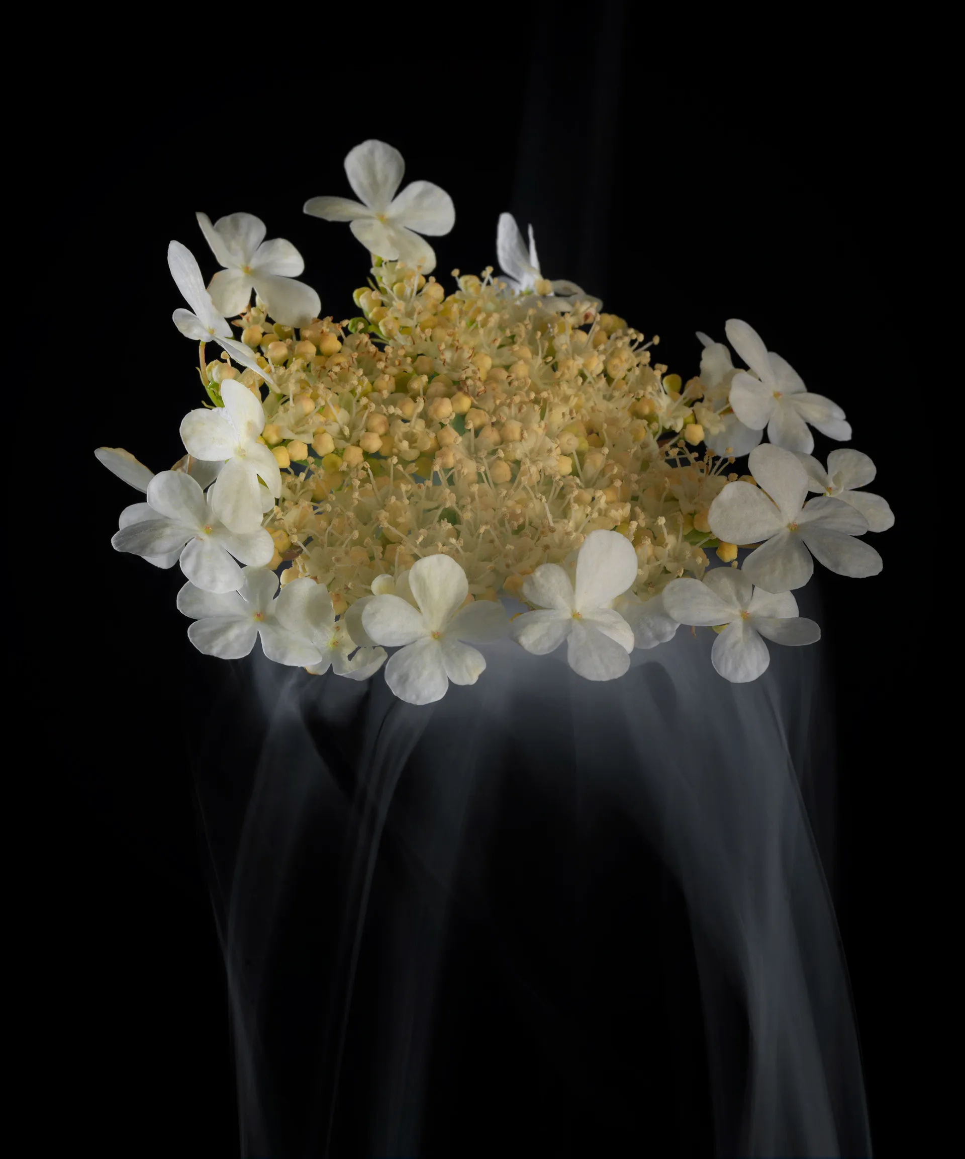 SmokeyFlowers - des fleurs dans une fine fumée smokeyflowers des fleurs dans une fine fumee 11 smokeyflowers-des-fleurs-dans-une-fine-fumee-11