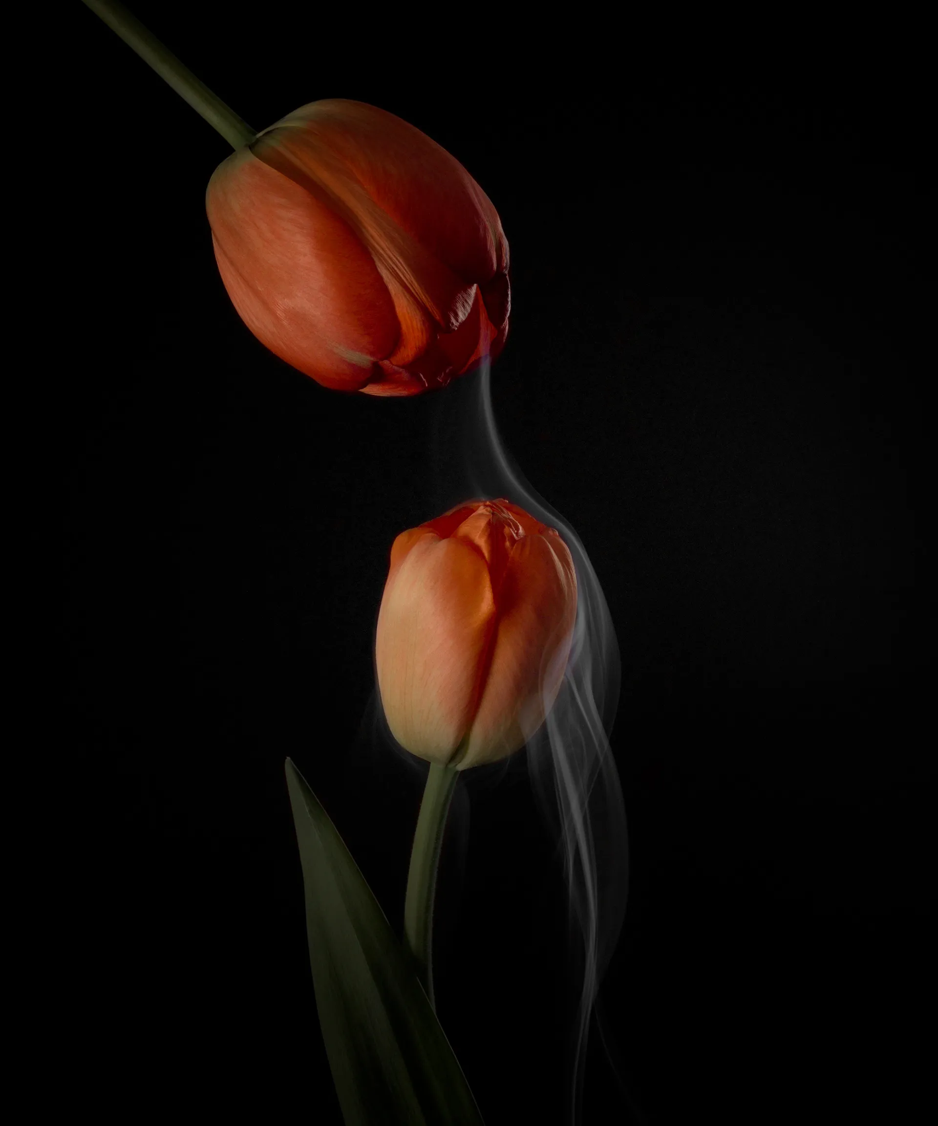 SmokeyFlowers - des fleurs dans une fine fumée smokeyflowers des fleurs dans une fine fumee 12 smokeyflowers-des-fleurs-dans-une-fine-fumee-12