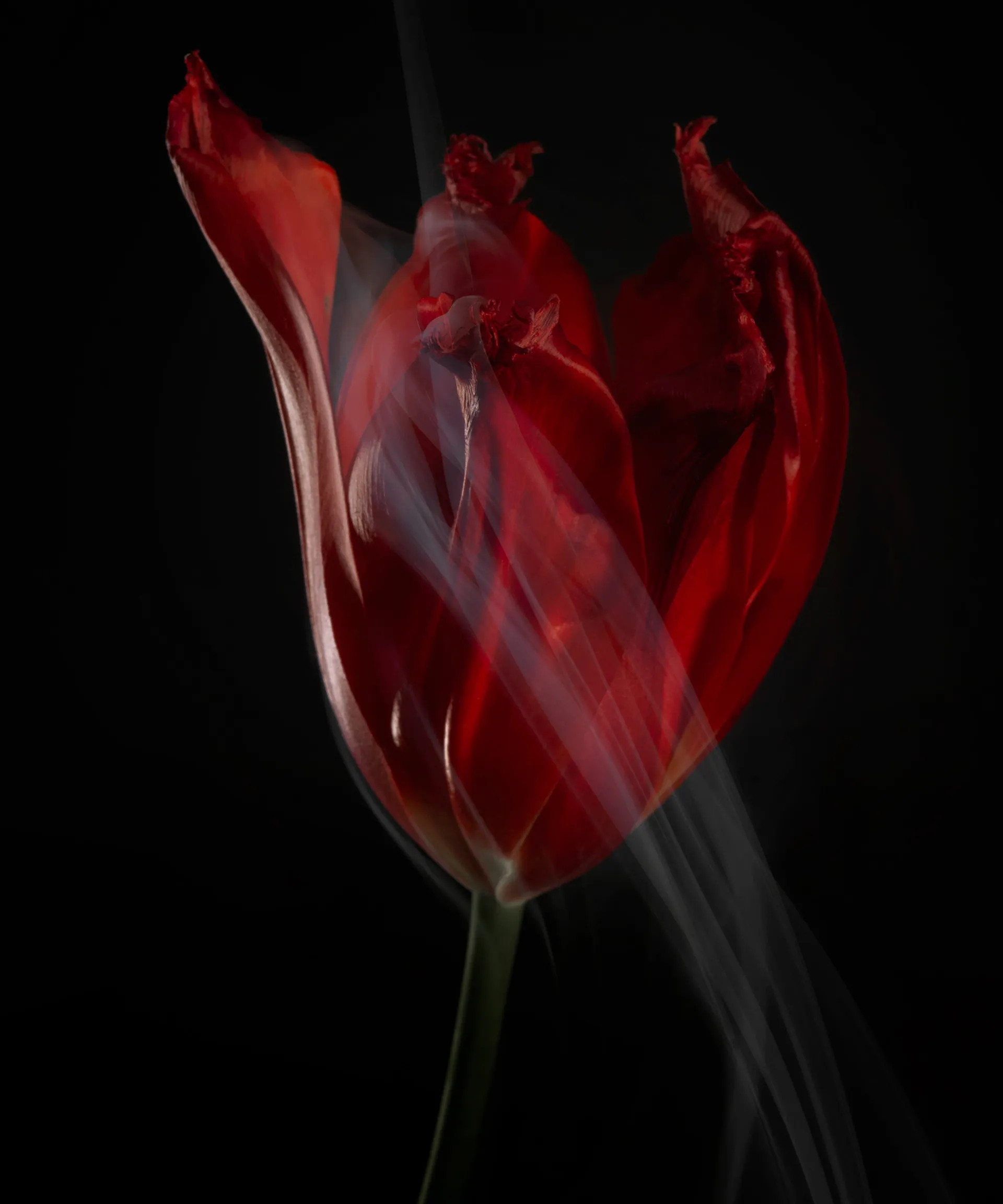 SmokeyFlowers - des fleurs dans une fine fumée smokeyflowers des fleurs dans une fine fumee 13 smokeyflowers-des-fleurs-dans-une-fine-fumee-13