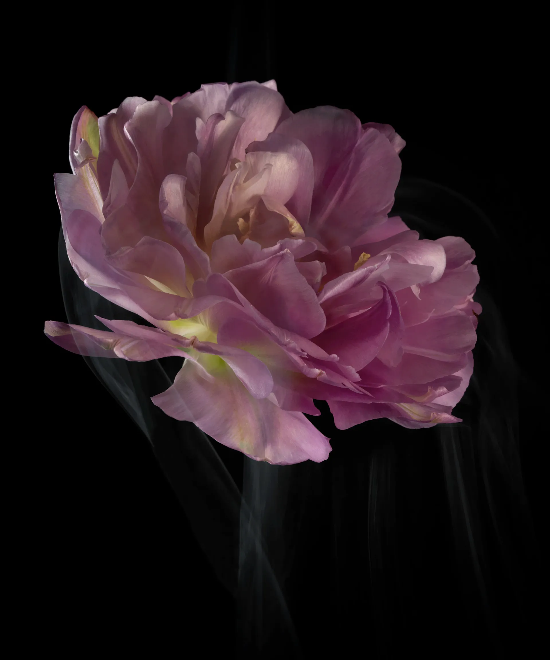 SmokeyFlowers - des fleurs dans une fine fumée smokeyflowers des fleurs dans une fine fumee 2 smokeyflowers-des-fleurs-dans-une-fine-fumee-2