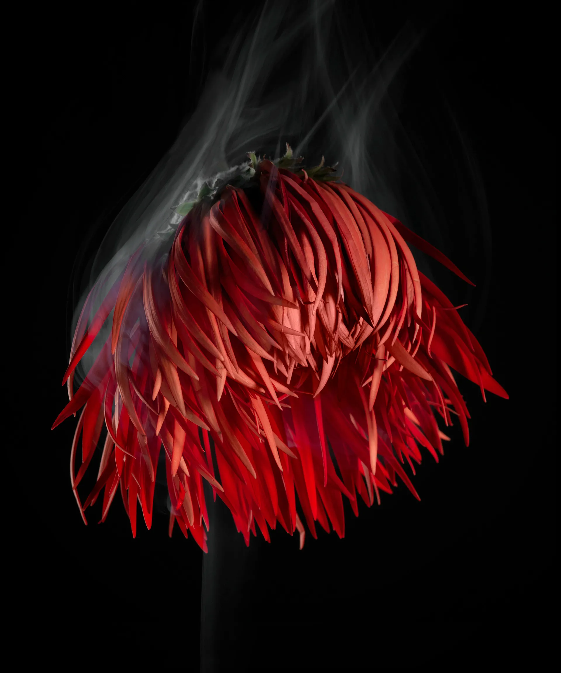 SmokeyFlowers - des fleurs dans une fine fumée smokeyflowers des fleurs dans une fine fumee 4 smokeyflowers-des-fleurs-dans-une-fine-fumee-4