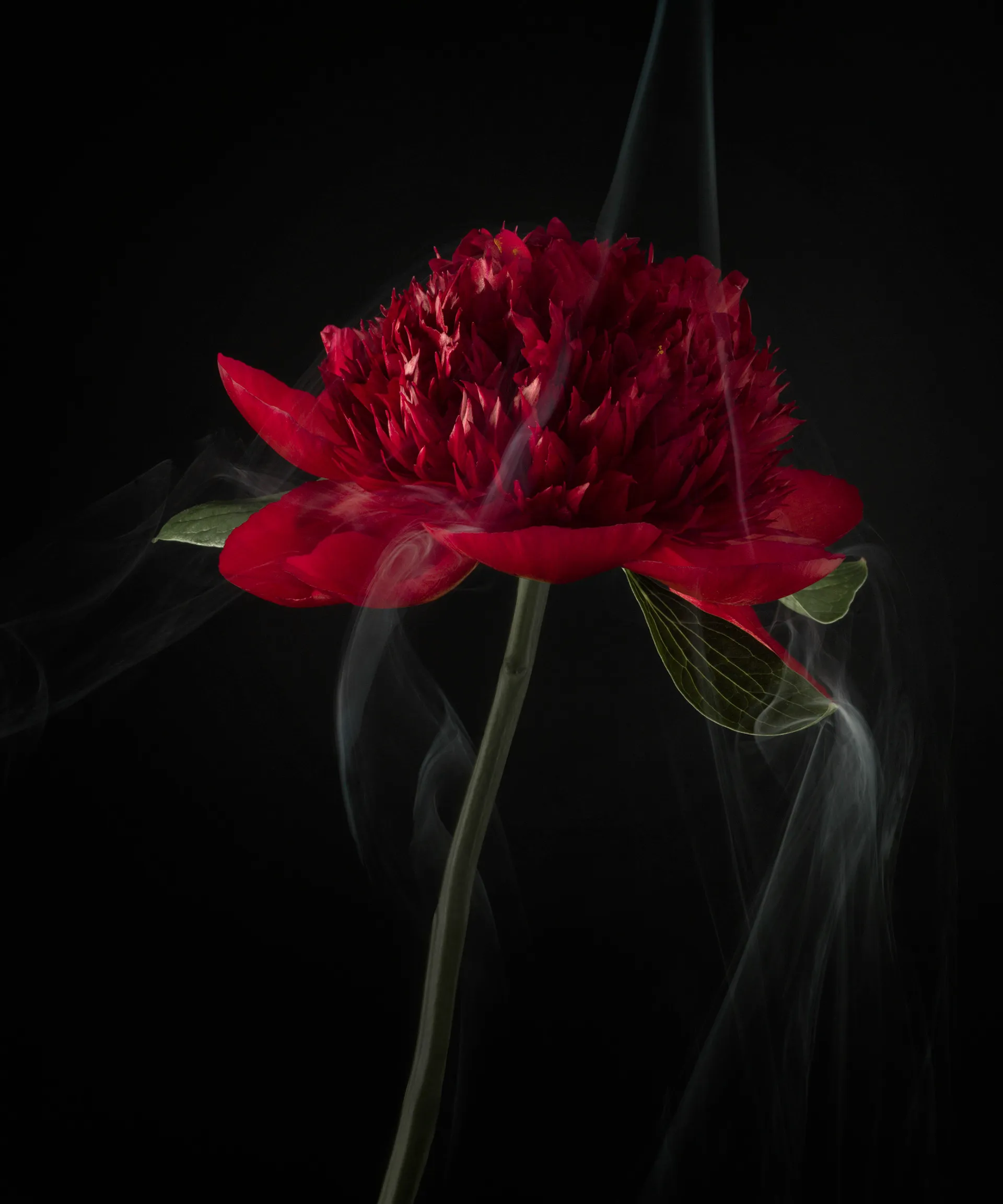 SmokeyFlowers - des fleurs dans une fine fumée smokeyflowers des fleurs dans une fine fumee 6 smokeyflowers-des-fleurs-dans-une-fine-fumee-6