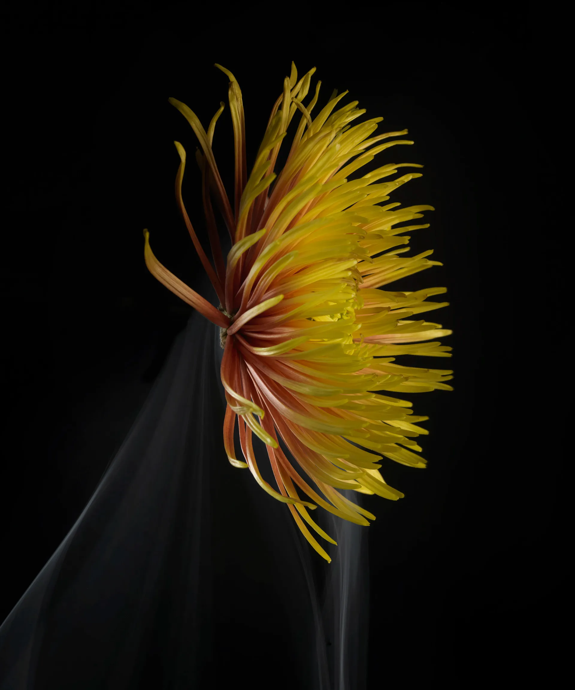 SmokeyFlowers - des fleurs dans une fine fumée smokeyflowers des fleurs dans une fine fumee 7 smokeyflowers-des-fleurs-dans-une-fine-fumee-7