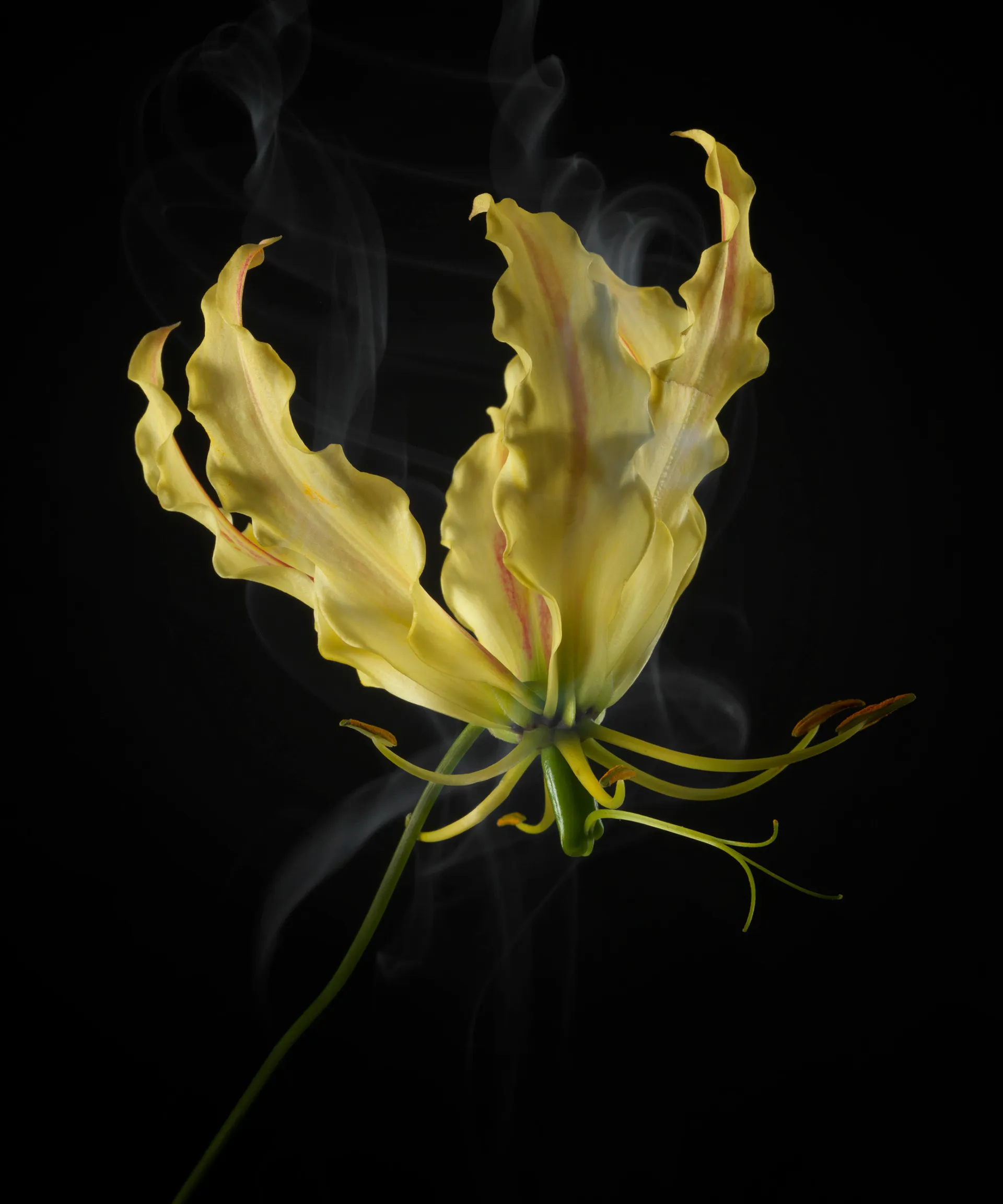 SmokeyFlowers - des fleurs dans une fine fumée smokeyflowers des fleurs dans une fine fumee 8 smokeyflowers-des-fleurs-dans-une-fine-fumee-8