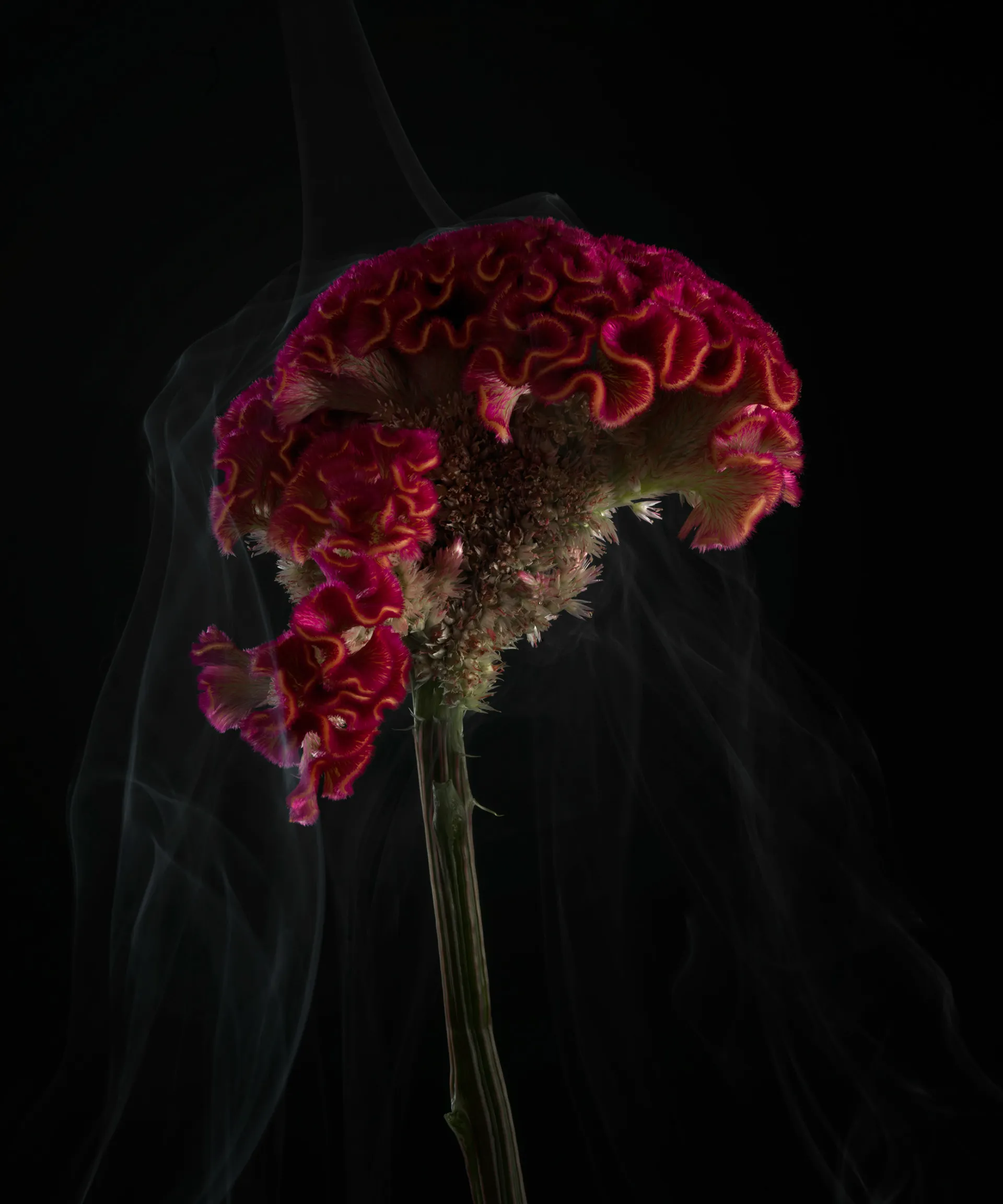 SmokeyFlowers - des fleurs dans une fine fumée smokeyflowers des fleurs dans une fine fumee 9 smokeyflowers-des-fleurs-dans-une-fine-fumee-9