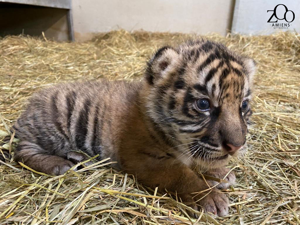 Une rare naissance d'un bébé tigre de Sumatra au zoo d'Amiens une rare naissance dun bebe tigre de sumatra au zoo damiens 1 une-rare-naissance-dun-bebe-tigre-de-sumatra-au-zoo-damiens-1