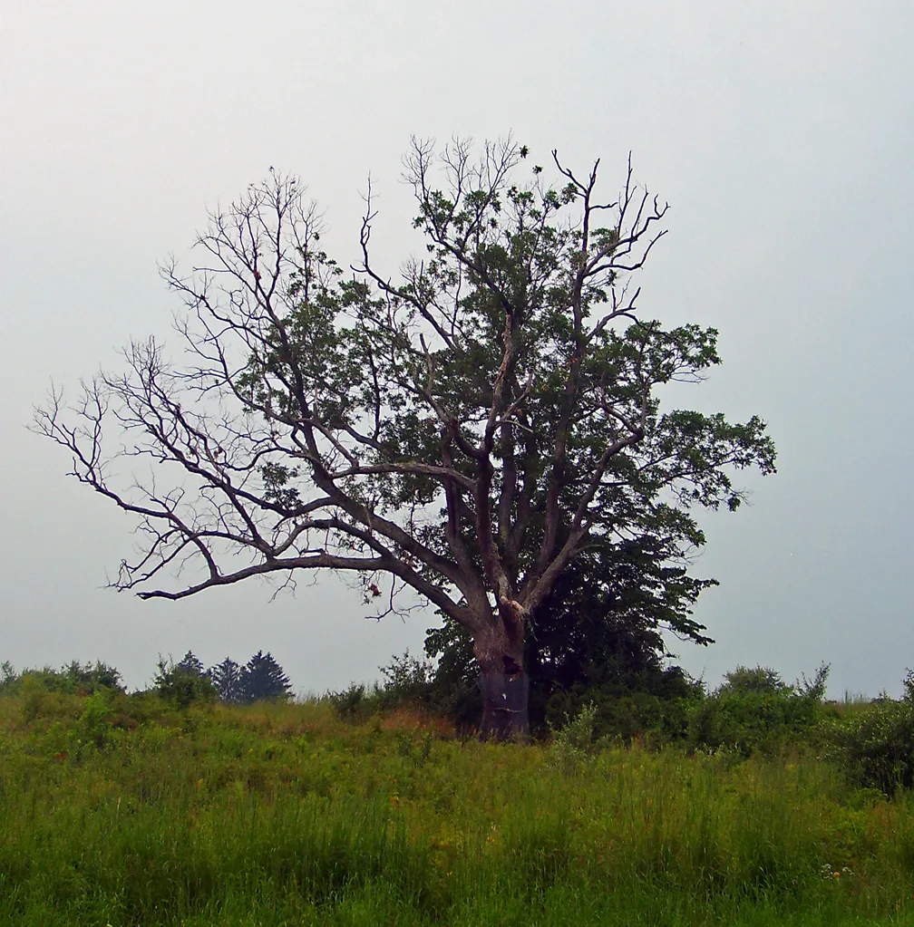 10 arbres et forêts hantés et leur légende 10 arbres et forets hantes 3 devil tree Basking Ridge 10-arbres-et-forets-hantes-3-devil-tree-Basking-Ridge.