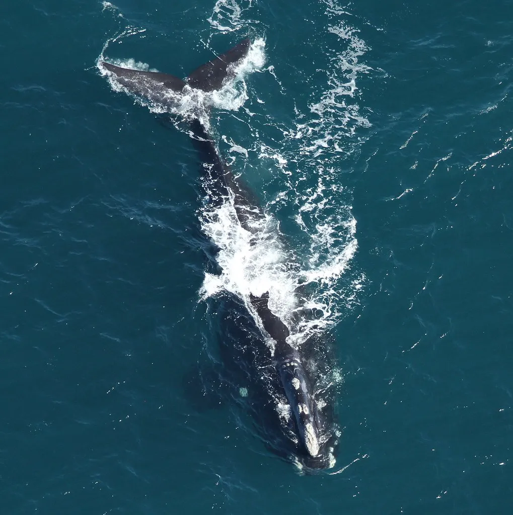 La baie de Fundy et la plus grande marée du monde la baie de fundy et la plus grande maree du monde hopewell rock 6 la-baie-de-fundy-et-la-plus-grande-maree-du-monde-hopewell-rock-6