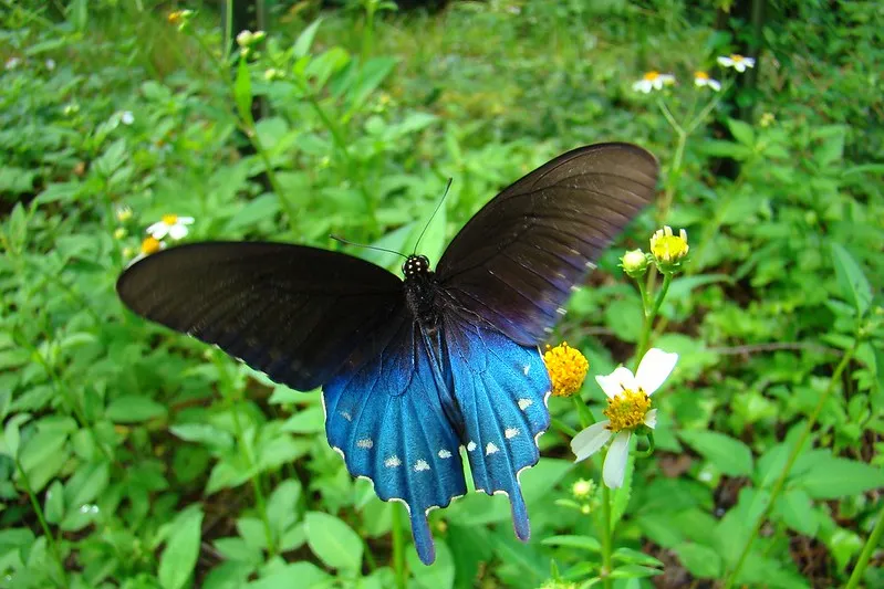 La beauté diverse des papilionidés la beaute diverse des papilionides battus philenor 1 la-beaute-diverse-des-papilionides-battus-philenor-1.