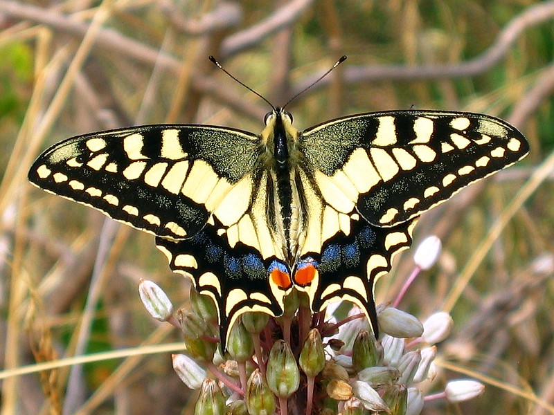 La beauté diverse des papilionidés la beaute diverse des papilionides machaon grand porte queue la-beaute-diverse-des-papilionides-machaon-grand-porte-queue