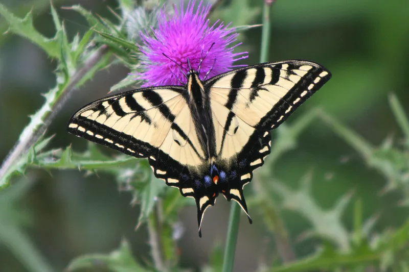 La beauté diverse des papilionidés la beaute diverse des papilionides machaon tigre 1 la-beaute-diverse-des-papilionides-machaon-tigre-1