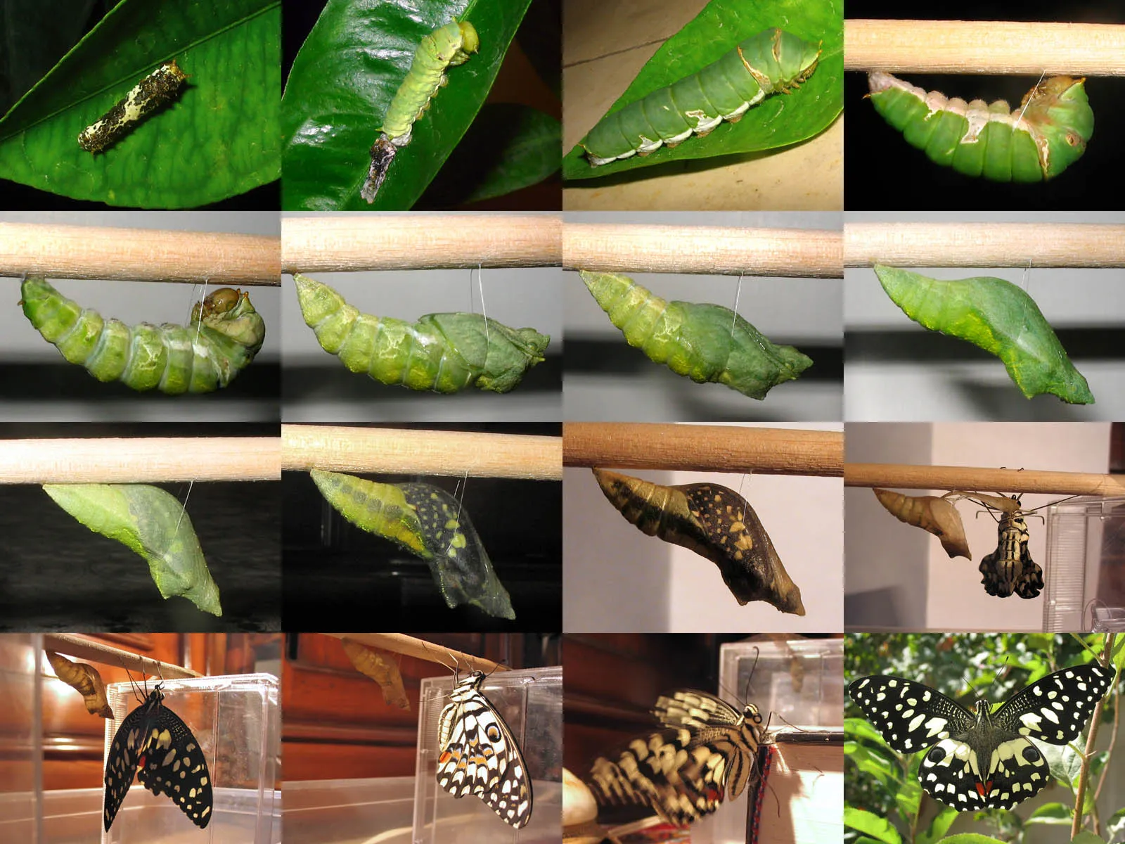 La beauté diverse des papilionidés la beaute diverse des papilionides papillon de vinson papillon des agrumes 2 la-beaute-diverse-des-papilionides-papillon-de-vinson-papillon-des-agrumes-2