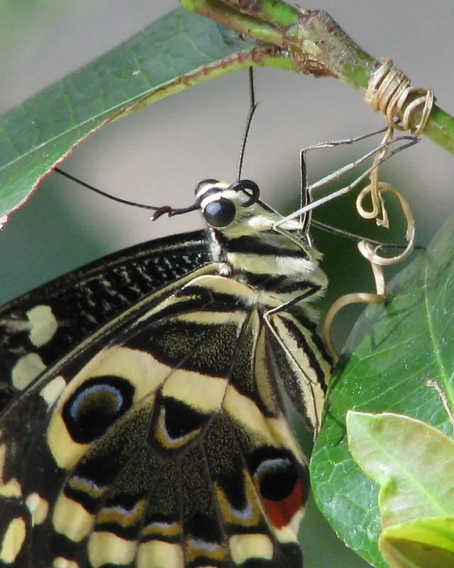 La beauté diverse des papilionidés la beaute diverse des papilionides papillon de vinson papillon des agrumes 3 la-beaute-diverse-des-papilionides-papillon-de-vinson-papillon-des-agrumes-3