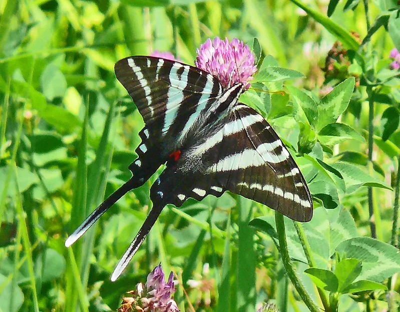 La beauté diverse des papilionidés la beaute diverse des papilionides papillon zebre 2 la-beaute-diverse-des-papilionides-papillon-zebre-2.