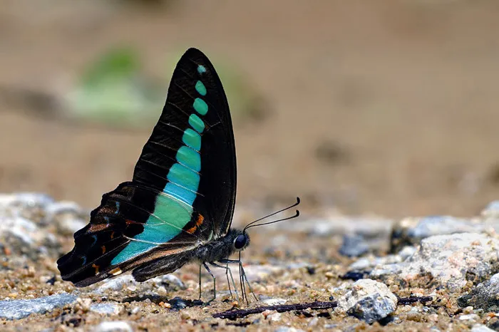 La beauté diverse des papilionidés la beaute diverse des papilionides voilier bleu 2 la-beaute-diverse-des-papilionides-voilier-bleu-2