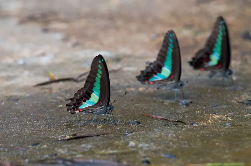 La beauté diverse des papilionidés la beaute diverse des papilionides voilier bleu 3 a-beaute-diverse-des-papilionides-voilier-bleu-3