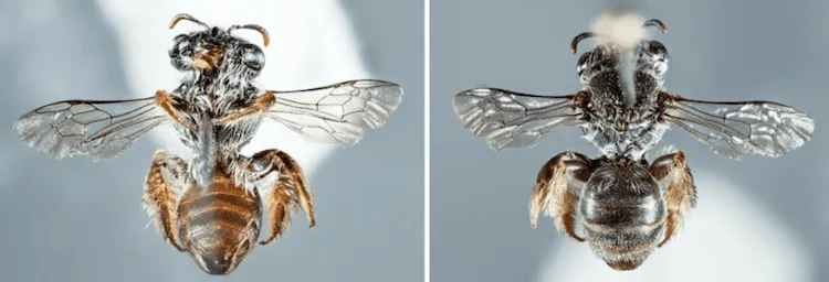 La découverte d'une nouvelle espèce d' abeille avec un museau de chien la decouverte dune nouvelle espece d abeille avec un museau de chien 1australie 12 la-decouverte-dune-nouvelle-espece-d-abeille-avec-un-museau-de-chien-1australie-12