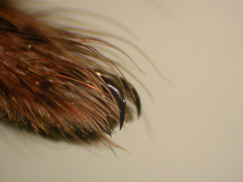 La mygale Goliath, la plus grosse araignée du monde la mygale goliath la plus grosse araignee du monde mangeuse d oiseau amazonie 3 la-mygale-goliath-la-plus-grosse-araignee-du-monde-mangeuse-d-oiseau-amazonie-3