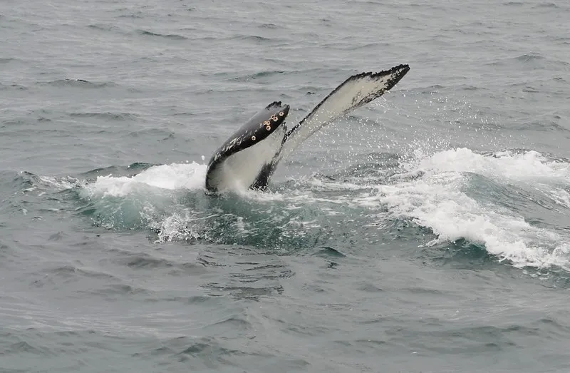 Le village de Húsavík et son spa naturel le village de husavik et son spa naturel baleine le-village-de-husavik-et-son-spa-naturel-baleine