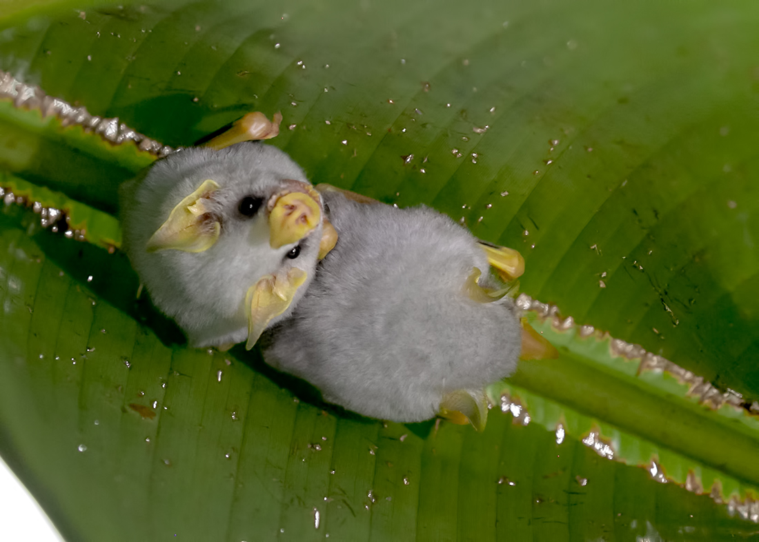 Ectophylla alba la petite chauve souris blanche du Honduras 1 Ectophylla alba, petite chauve-souris blanche du Honduras sous une feuille