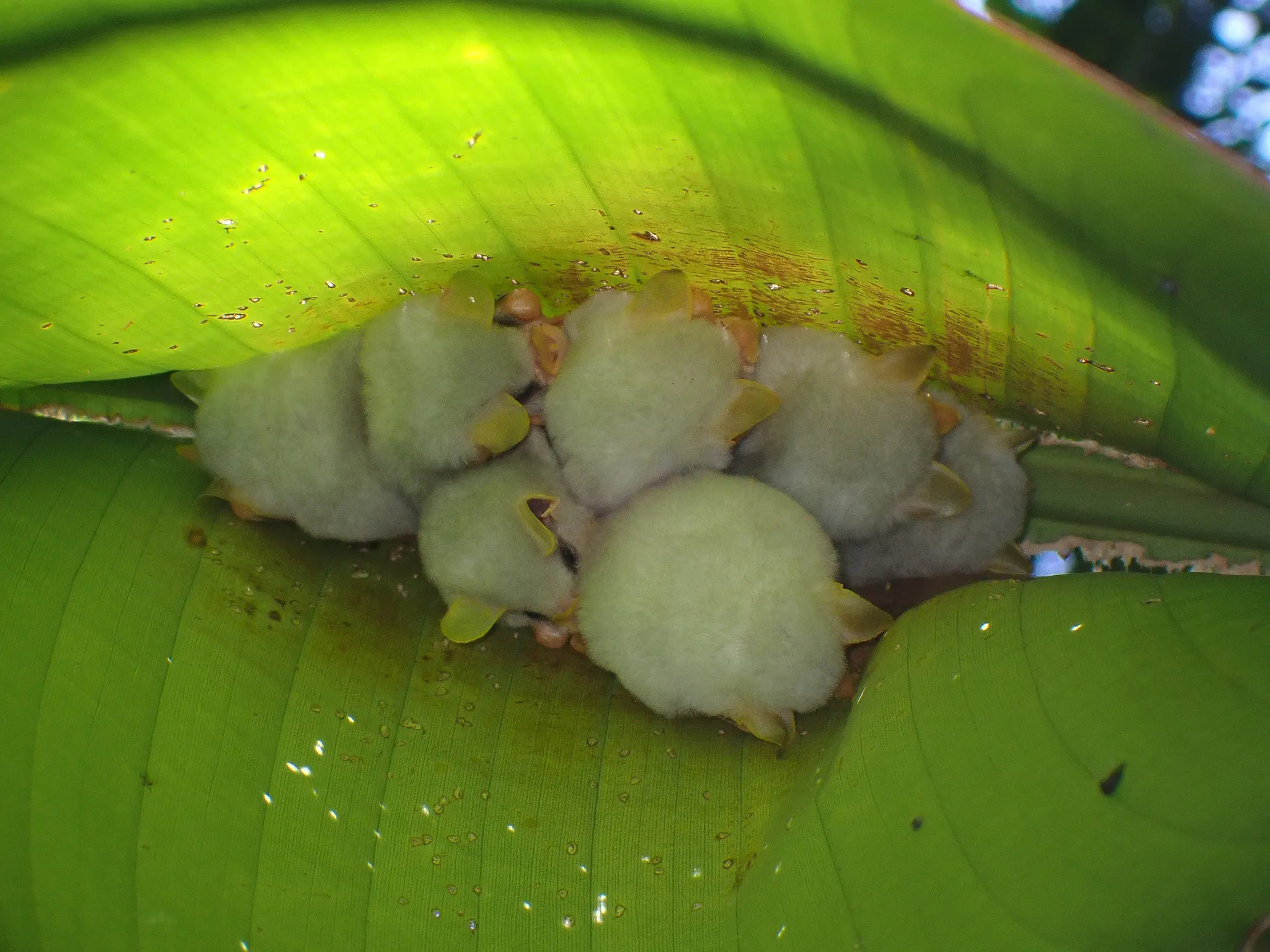 Ectophylla alba la petite chauve souris blanche du Honduras 10 Feuille d’Heliconia transformée en tente par Ectophylla alba