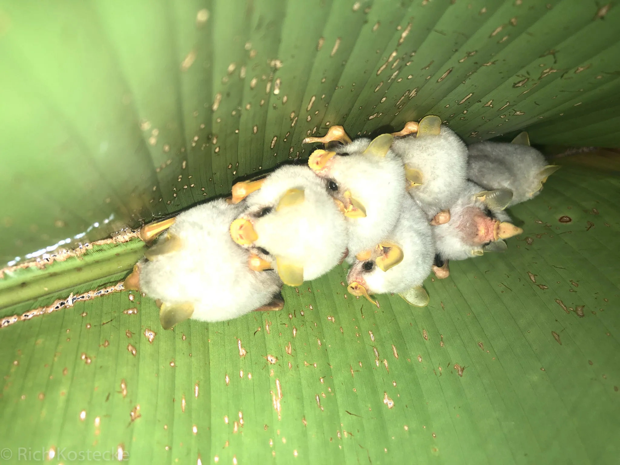 Ectophylla alba la petite chauve souris blanche du Honduras 11 Habitat tropical de la chauve-souris blanche du Honduras