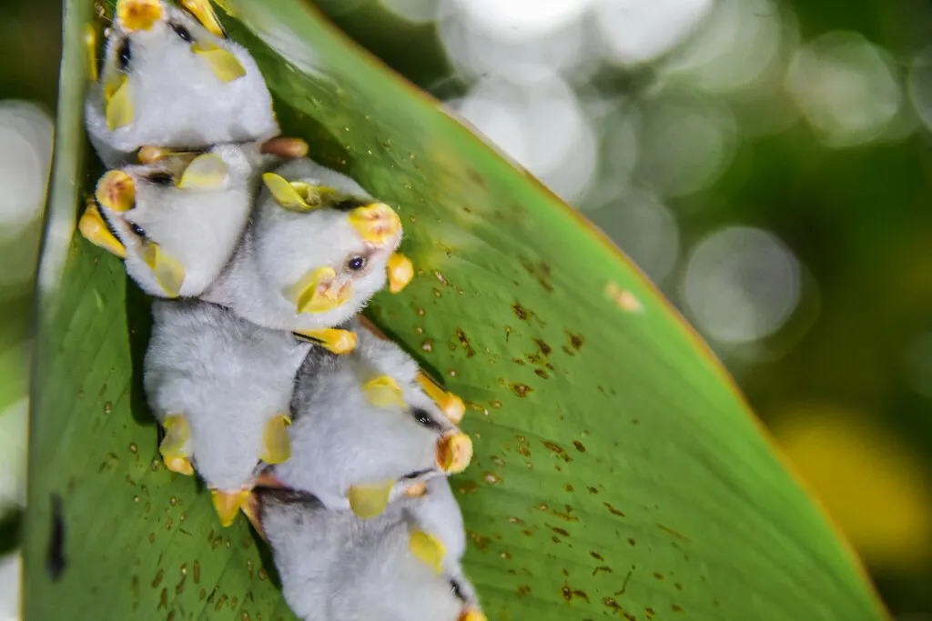 Ectophylla alba la petite chauve souris blanche du Honduras 12 Ectophylla alba la petite chauve souris blanche du Honduras 12