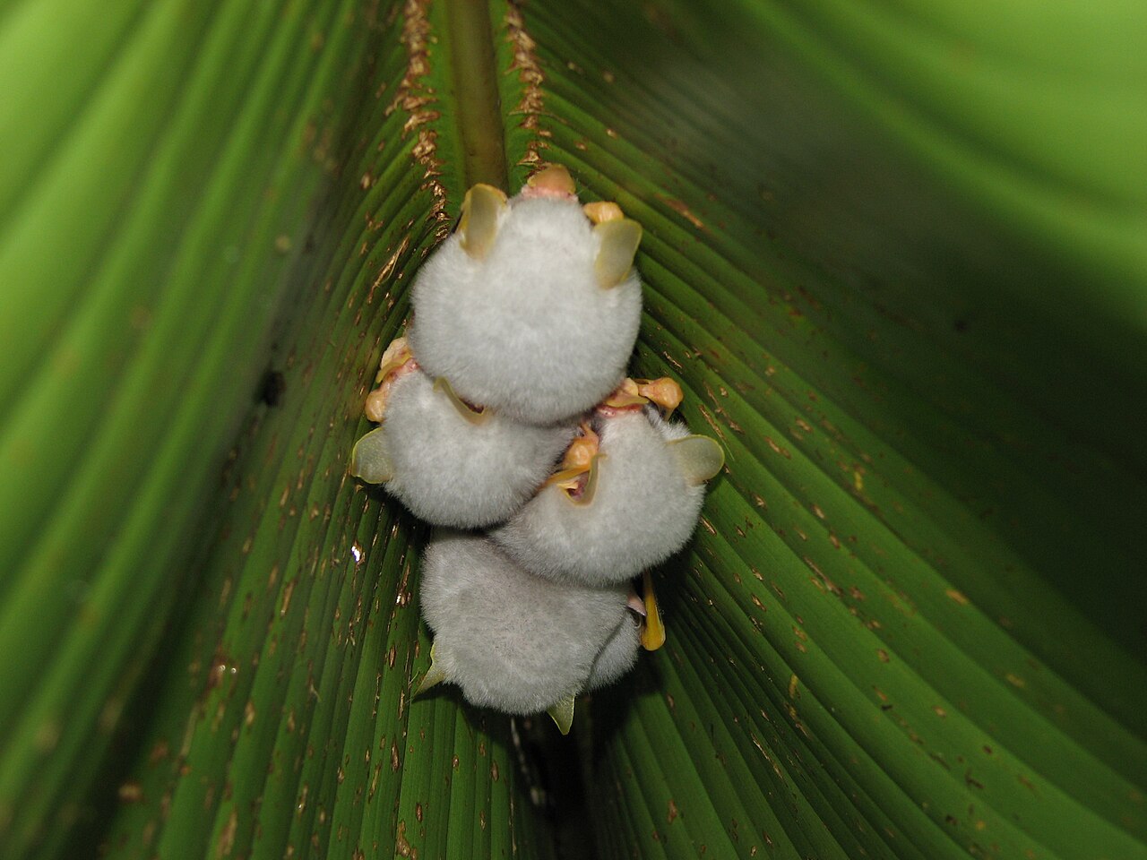 Ectophylla alba la petite chauve souris blanche du Honduras 8 Chauves-souris blanches du Honduras cachées sous une feuille d’Heliconia